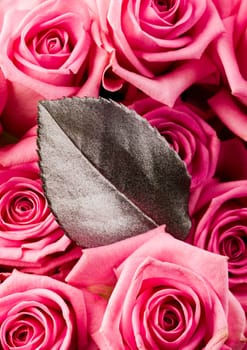 Rose (Rosa), a kind of flower which belongs to the rose-like family, includes over 200 species (according to some researchers up to a few thousands) bushes, which can be found in temperate and warm areas of the northern hemisphere.