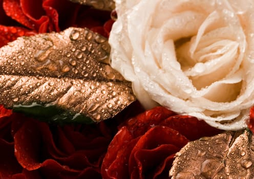 Rose (Rosa), a kind of flower which belongs to the rose-like family, includes over 200 species (according to some researchers up to a few thousands) bushes, which can be found in temperate and warm areas of the northern hemisphere.