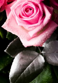 Rose (Rosa), a kind of flower which belongs to the rose-like family, includes over 200 species (according to some researchers up to a few thousands) bushes, which can be found in temperate and warm areas of the northern hemisphere.            Rose (Rosa)