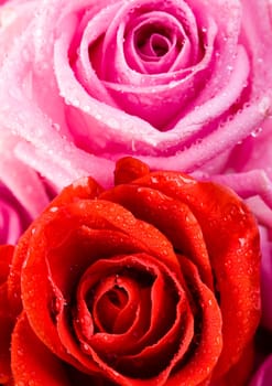 Rose (Rosa), a kind of flower which belongs to the rose-like family, includes over 200 species (according to some researchers up to a few thousands) bushes, which can be found in temperate and warm areas of the northern hemisphere.