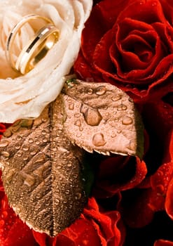 Rose (Rosa), a kind of flower which belongs to the rose-like family, includes over 200 species (according to some researchers up to a few thousands) bushes, which can be found in temperate and warm areas of the northern hemisphere.            Rose (Rosa)