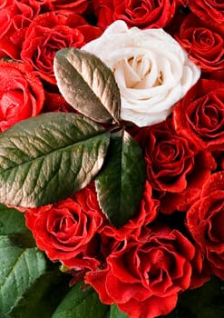 Rose (Rosa), a kind of flower which belongs to the rose-like family, includes over 200 species (according to some researchers up to a few thousands) bushes, which can be found in temperate and warm areas of the northern hemisphere.            Rose (Rosa)