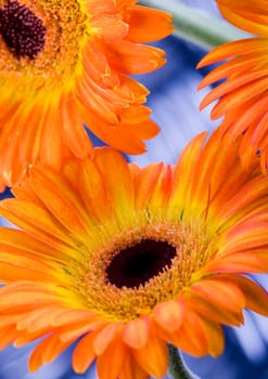 Gerbera L., is a genus of ornamental plants from the sunflower family (Asteraceae). It was named in honour of the German naturalist Traugott Gerber, a friend of Carolus Linnaeus. It has approximately 30 species in the wild, extending to South America, Afr