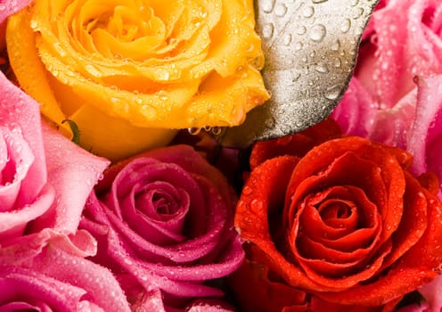 Rose (Rosa), a kind of flower which belongs to the rose-like family, includes over 200 species (according to some researchers up to a few thousands) bushes, which can be found in temperate and warm areas of the northern hemisphere.            Rose (Rosa)