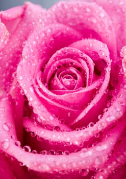 Rose (Rosa), a kind of flower which belongs to the rose-like family, includes over 200 species (according to some researchers up to a few thousands) bushes, which can be found in temperate and warm areas of the northern hemisphere.