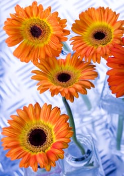 Gerbera L., is a genus of ornamental plants from the sunflower family (Asteraceae). It was named in honour of the German naturalist Traugott Gerber, a friend of Carolus Linnaeus. It has approximately 30 species in the wild, extending to South America, Afr
