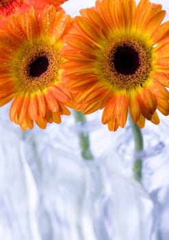 Gerbera L., is a genus of ornamental plants from the sunflower family (Asteraceae). It was named in honour of the German naturalist Traugott Gerber, a friend of Carolus Linnaeus. It has approximately 30 species in the wild, extending to South America, Afr
