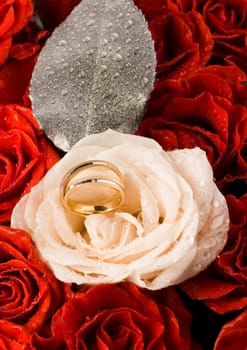 Rose (Rosa), a kind of flower which belongs to the rose-like family, includes over 200 species (according to some researchers up to a few thousands) bushes, which can be found in temperate and warm areas of the northern hemisphere.