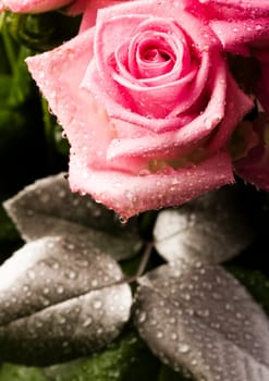Rose (Rosa), a kind of flower which belongs to the rose-like family, includes over 200 species (according to some researchers up to a few thousands) bushes, which can be found in temperate and warm areas of the northern hemisphere.