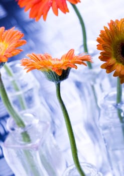 Gerbera L., is a genus of ornamental plants from the sunflower family (Asteraceae). It was named in honour of the German naturalist Traugott Gerber, a friend of Carolus Linnaeus. It has approximately 30 species in the wild, extending to South America, Afr