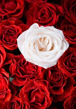Rose (Rosa), a kind of flower which belongs to the rose-like family, includes over 200 species (according to some researchers up to a few thousands) bushes, which can be found in temperate and warm areas of the northern hemisphere.            Rose (Rosa)