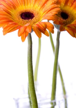 Gerbera L., is a genus of ornamental plants from the sunflower family (Asteraceae). It was named in honour of the German naturalist Traugott Gerber, a friend of Carolus Linnaeus. It has approximately 30 species in the wild, extending to South America, Afr