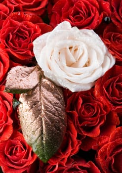 Rose (Rosa), a kind of flower which belongs to the rose-like family, includes over 200 species (according to some researchers up to a few thousands) bushes, which can be found in temperate and warm areas of the northern hemisphere.