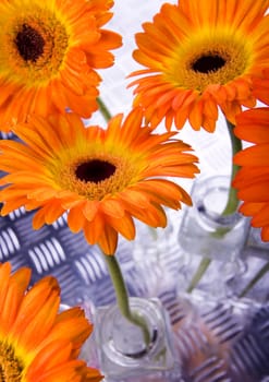 Gerbera L., is a genus of ornamental plants from the sunflower family (Asteraceae). It was named in honour of the German naturalist Traugott Gerber, a friend of Carolus Linnaeus. It has approximately 30 species in the wild, extending to South America, Afr