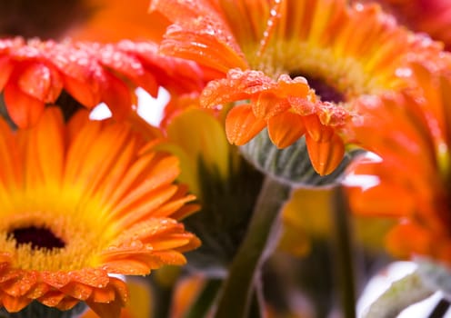 Gerbera L., is a genus of ornamental plants from the sunflower family (Asteraceae). It was named in honour of the German naturalist Traugott Gerber, a friend of Carolus Linnaeus. It has approximately 30 species in the wild, extending to South America, Afr