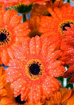 Gerbera L., is a genus of ornamental plants from the sunflower family (Asteraceae). It was named in honour of the German naturalist Traugott Gerber, a friend of Carolus Linnaeus. It has approximately 30 species in the wild, extending to South America, Afr