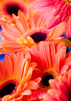 Gerbera L., is a genus of ornamental plants from the sunflower family (Asteraceae). It was named in honour of the German naturalist Traugott Gerber, a friend of Carolus Linnaeus. It has approximately 30 species in the wild, extending to South America, Afr