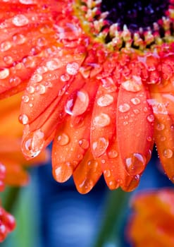 Gerbera L., is a genus of ornamental plants from the sunflower family (Asteraceae). It was named in honour of the German naturalist Traugott Gerber, a friend of Carolus Linnaeus. It has approximately 30 species in the wild, extending to South America, Afr