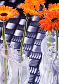 Gerbera L., is a genus of ornamental plants from the sunflower family (Asteraceae). It was named in honour of the German naturalist Traugott Gerber, a friend of Carolus Linnaeus. It has approximately 30 species in the wild, extending to South America, Afr
