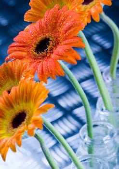 Gerbera L., is a genus of ornamental plants from the sunflower family (Asteraceae). It was named in honour of the German naturalist Traugott Gerber, a friend of Carolus Linnaeus. It has approximately 30 species in the wild, extending to South America, Afr