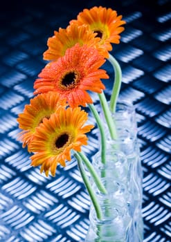 Gerbera L., is a genus of ornamental plants from the sunflower family (Asteraceae). It was named in honour of the German naturalist Traugott Gerber, a friend of Carolus Linnaeus. It has approximately 30 species in the wild, extending to South America, Afr