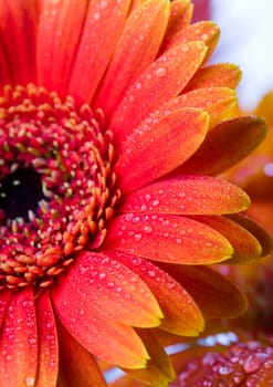 Gerbera L., is a genus of ornamental plants from the sunflower family (Asteraceae). It was named in honour of the German naturalist Traugott Gerber, a friend of Carolus Linnaeus. It has approximately 30 species in the wild, extending to South America, Afr