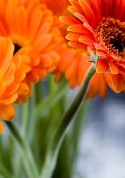 Gerbera L., is a genus of ornamental plants from the sunflower family (Asteraceae). It was named in honour of the German naturalist Traugott Gerber, a friend of Carolus Linnaeus. It has approximately 30 species in the wild, extending to South America, Afr