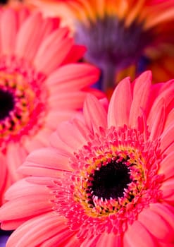 Gerbera L., is a genus of ornamental plants from the sunflower family (Asteraceae). It was named in honour of the German naturalist Traugott Gerber, a friend of Carolus Linnaeus. It has approximately 30 species in the wild, extending to South America, Afr