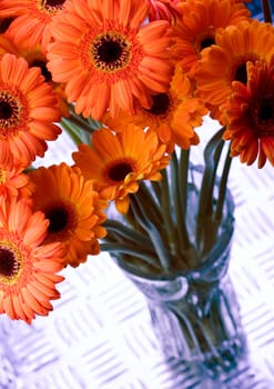 Gerbera L., is a genus of ornamental plants from the sunflower family (Asteraceae). It was named in honour of the German naturalist Traugott Gerber, a friend of Carolus Linnaeus. It has approximately 30 species in the wild, extending to South America, Afr