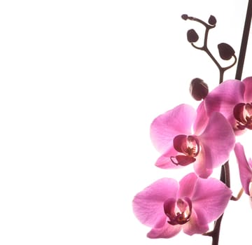 Beautiful pink orchid flower isolated over white background with copyspace. Fine art wallpaper design.