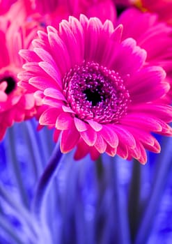Gerbera L., is a genus of ornamental plants from the sunflower family (Asteraceae). It was named in honour of the German naturalist Traugott Gerber, a friend of Carolus Linnaeus. It has approximately 30 species in the wild, extending to South America, Afr