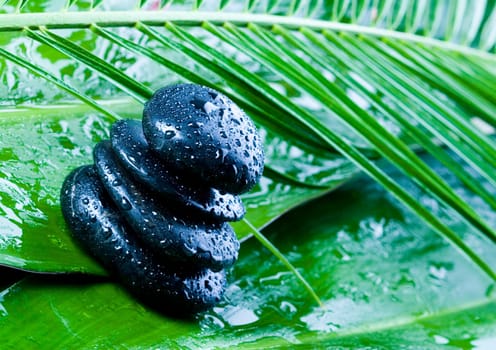 Zen is a freshness and the way of life.