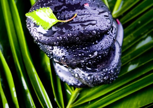 Zen is a freshness and the way of life.