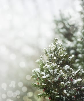 Pine tree under snow and snow flakes. Winter holiday design with copyspace.