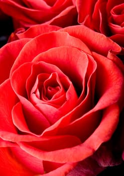 Rose (Rosa), a kind of flower which belongs to the rose-like family, includes over 200 species (according to some researchers up to a few thousands) bushes, which can be found in temperate and warm areas of the northern hemisphere.