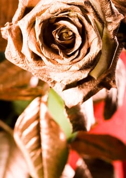 Rose (Rosa), a kind of flower which belongs to the rose-like family, includes over 200 species (according to some researchers up to a few thousands) bushes, which can be found in temperate and warm areas of the northern hemisphere.