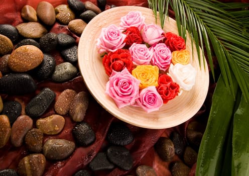 Rose (Rosa), a kind of flower which belongs to the rose-like family, includes over 200 species (according to some researchers up to a few thousands) bushes, which can be found in temperate and warm areas of the northern hemisphere.