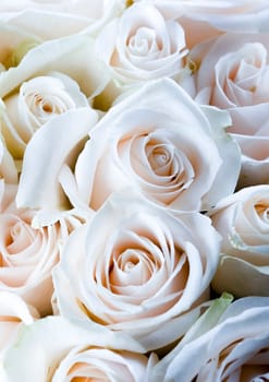 Rose (Rosa), a kind of flower which belongs to the rose-like family, includes over 200 species (according to some researchers up to a few thousands) bushes, which can be found in temperate and warm areas of the northern hemisphere.