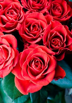 Rose (Rosa), a kind of flower which belongs to the rose-like family, includes over 200 species (according to some researchers up to a few thousands) bushes, which can be found in temperate and warm areas of the northern hemisphere.