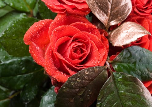 Rose (Rosa), a kind of flower which belongs to the rose-like family, includes over 200 species (according to some researchers up to a few thousands) bushes, which can be found in temperate and warm areas of the northern hemisphere.