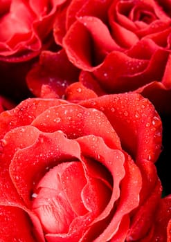 Rose (Rosa), a kind of flower which belongs to the rose-like family, includes over 200 species (according to some researchers up to a few thousands) bushes, which can be found in temperate and warm areas of the northern hemisphere.