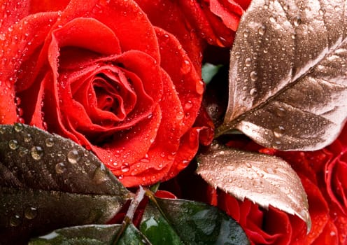 Rose (Rosa), a kind of flower which belongs to the rose-like family, includes over 200 species (according to some researchers up to a few thousands) bushes, which can be found in temperate and warm areas of the northern hemisphere.
