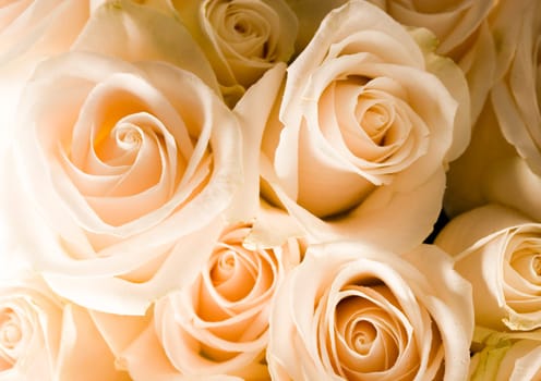 Rose (Rosa), a kind of flower which belongs to the rose-like family, includes over 200 species (according to some researchers up to a few thousands) bushes, which can be found in temperate and warm areas of the northern hemisphere.