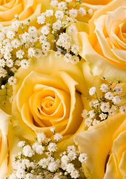 Rose (Rosa), a kind of flower which belongs to the rose-like family, includes over 200 species (according to some researchers up to a few thousands) bushes, which can be found in temperate and warm areas of the northern hemisphere.