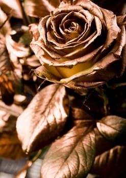 Rose (Rosa), a kind of flower which belongs to the rose-like family, includes over 200 species (according to some researchers up to a few thousands) bushes, which can be found in temperate and warm areas of the northern hemisphere.