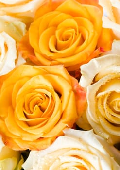 Rose (Rosa), a kind of flower which belongs to the rose-like family, includes over 200 species (according to some researchers up to a few thousands) bushes, which can be found in temperate and warm areas of the northern hemisphere.            Rose (Rosa)