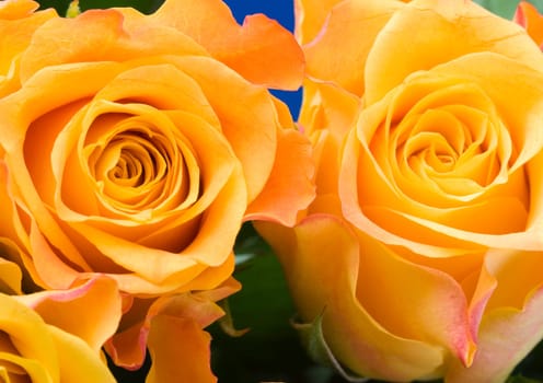 Rose (Rosa), a kind of flower which belongs to the rose-like family, includes over 200 species (according to some researchers up to a few thousands) bushes, which can be found in temperate and warm areas of the northern hemisphere.