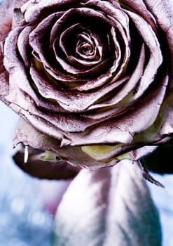 Rose (Rosa), a kind of flower which belongs to the rose-like family, includes over 200 species (according to some researchers up to a few thousands) bushes, which can be found in temperate and warm areas of the northern hemisphere.
