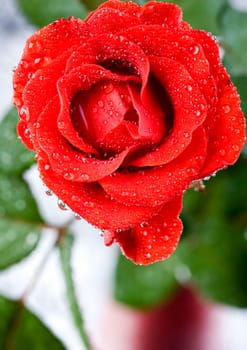 Rose (Rosa), a kind of flower which belongs to the rose-like family, includes over 200 species (according to some researchers up to a few thousands) bushes, which can be found in temperate and warm areas of the northern hemisphere.