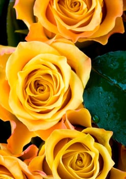 Rose (Rosa), a kind of flower which belongs to the rose-like family, includes over 200 species (according to some researchers up to a few thousands) bushes, which can be found in temperate and warm areas of the northern hemisphere.